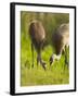 Sandhill Crane Feeding with Chick, Grus Canadensis, Viera Wetlands, Florida, USA-Maresa Pryor-Framed Photographic Print