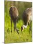 Sandhill Crane Feeding with Chick, Grus Canadensis, Viera Wetlands, Florida, USA-Maresa Pryor-Mounted Photographic Print