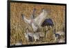 Sandhill crane fighting at a crop field. Bosque del Apache National Wildlife Refuge, New Mexico-Adam Jones-Framed Photographic Print