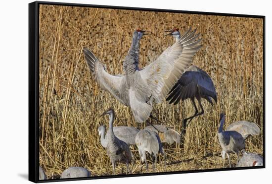 Sandhill crane fighting at a crop field. Bosque del Apache National Wildlife Refuge, New Mexico-Adam Jones-Framed Stretched Canvas