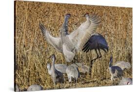 Sandhill crane fighting at a crop field. Bosque del Apache National Wildlife Refuge, New Mexico-Adam Jones-Stretched Canvas