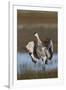 Sandhill Crane, flapping wings after preening-Ken Archer-Framed Photographic Print