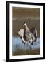 Sandhill Crane, flapping wings after preening-Ken Archer-Framed Photographic Print