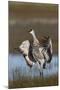 Sandhill Crane, flapping wings after preening-Ken Archer-Mounted Photographic Print