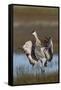 Sandhill Crane, flapping wings after preening-Ken Archer-Framed Stretched Canvas