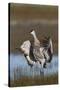 Sandhill Crane, flapping wings after preening-Ken Archer-Stretched Canvas