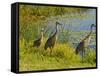 Sandhill Crane, Florida, USA-Cathy & Gordon Illg-Framed Stretched Canvas