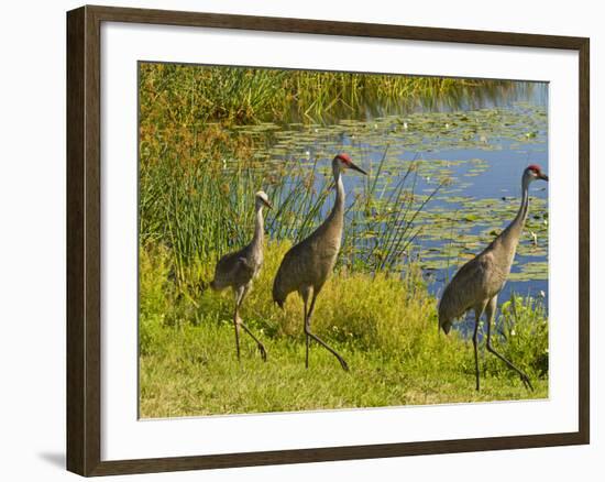 Sandhill Crane, Florida, USA-Cathy & Gordon Illg-Framed Photographic Print