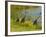 Sandhill Crane, Florida, USA-Cathy & Gordon Illg-Framed Photographic Print