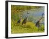 Sandhill Crane, Florida, USA-Cathy & Gordon Illg-Framed Photographic Print