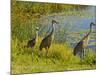 Sandhill Crane, Florida, USA-Cathy & Gordon Illg-Mounted Photographic Print