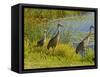 Sandhill Crane, Florida, USA-Cathy & Gordon Illg-Framed Stretched Canvas