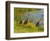 Sandhill Crane, Florida, USA-Cathy & Gordon Illg-Framed Photographic Print