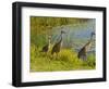 Sandhill Crane, Florida, USA-Cathy & Gordon Illg-Framed Photographic Print