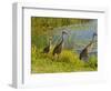 Sandhill Crane, Florida, USA-Cathy & Gordon Illg-Framed Photographic Print