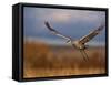 Sandhill Crane Flying at Bosque Del Apache, New Mexico, USA-Diane Johnson-Framed Stretched Canvas