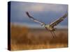 Sandhill Crane Flying at Bosque Del Apache, New Mexico, USA-Diane Johnson-Stretched Canvas