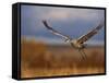 Sandhill Crane Flying at Bosque Del Apache, New Mexico, USA-Diane Johnson-Framed Stretched Canvas