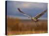 Sandhill Crane Flying at Bosque Del Apache, New Mexico, USA-Diane Johnson-Stretched Canvas