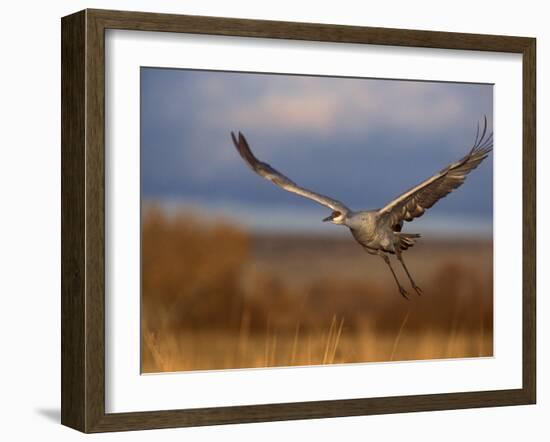 Sandhill Crane Flying at Bosque Del Apache, New Mexico, USA-Diane Johnson-Framed Photographic Print