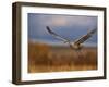 Sandhill Crane Flying at Bosque Del Apache, New Mexico, USA-Diane Johnson-Framed Photographic Print