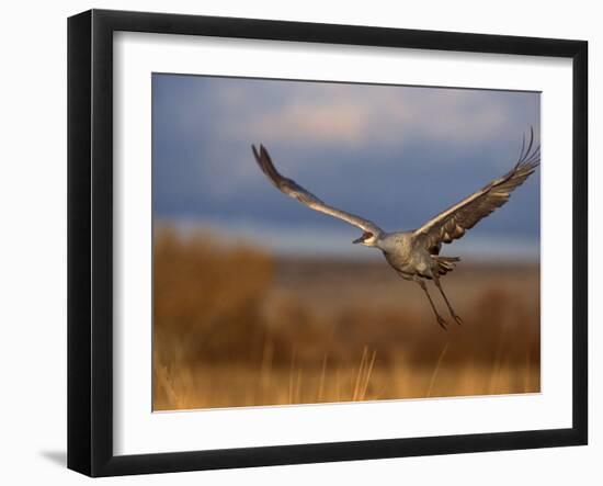 Sandhill Crane Flying at Bosque Del Apache, New Mexico, USA-Diane Johnson-Framed Photographic Print