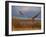 Sandhill Crane Flying at Bosque Del Apache, New Mexico, USA-Diane Johnson-Framed Photographic Print