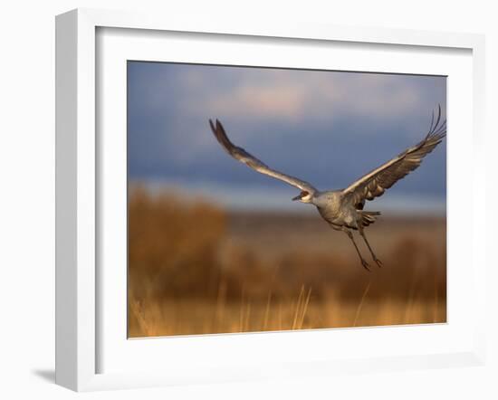 Sandhill Crane Flying at Bosque Del Apache, New Mexico, USA-Diane Johnson-Framed Photographic Print