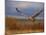 Sandhill Crane Flying at Bosque Del Apache, New Mexico, USA-Diane Johnson-Mounted Photographic Print
