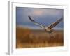 Sandhill Crane Flying at Bosque Del Apache, New Mexico, USA-Diane Johnson-Framed Photographic Print