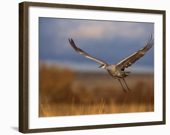 Sandhill Crane Flying at Bosque Del Apache, New Mexico, USA-Diane Johnson-Framed Photographic Print