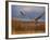 Sandhill Crane Flying at Bosque Del Apache, New Mexico, USA-Diane Johnson-Framed Photographic Print