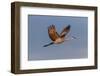 Sandhill crane flying. Bosque del Apache National Wildlife Refuge, New Mexico-Adam Jones-Framed Photographic Print