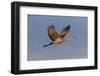 Sandhill crane flying. Bosque del Apache National Wildlife Refuge, New Mexico-Adam Jones-Framed Photographic Print