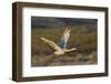 Sandhill crane flying. Bosque del Apache National Wildlife Refuge, New Mexico-Adam Jones-Framed Photographic Print