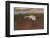 Sandhill crane flying. Bosque del Apache National Wildlife Refuge, New Mexico-Adam Jones-Framed Photographic Print