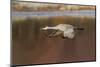 Sandhill crane flying. Bosque del Apache National Wildlife Refuge, New Mexico-Adam Jones-Mounted Photographic Print