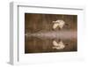 Sandhill crane flying. Bosque del Apache National Wildlife Refuge, New Mexico-Adam Jones-Framed Photographic Print