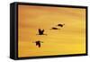 Sandhill Crane Flying in to Roost Site at Sunset-null-Framed Stretched Canvas