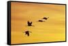 Sandhill Crane Flying in to Roost Site at Sunset-null-Framed Stretched Canvas