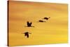 Sandhill Crane Flying in to Roost Site at Sunset-null-Stretched Canvas