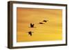 Sandhill Crane Flying in to Roost Site at Sunset-null-Framed Photographic Print