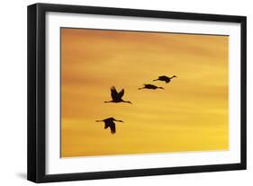 Sandhill Crane Flying in to Roost Site at Sunset-null-Framed Photographic Print