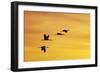 Sandhill Crane Flying in to Roost Site at Sunset-null-Framed Photographic Print