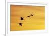 Sandhill Crane Flying in to Roost Site at Sunset-null-Framed Photographic Print