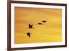 Sandhill Crane Flying in to Roost Site at Sunset-null-Framed Photographic Print