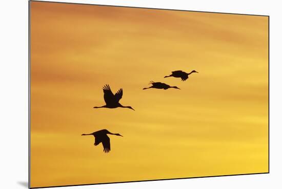 Sandhill Crane Flying in to Roost Site at Sunset-null-Mounted Photographic Print
