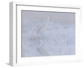 Sandhill crane, foggy morning, Bosque del Apache National Wildlife Refuge, New Mexico-Maresa Pryor-Framed Photographic Print