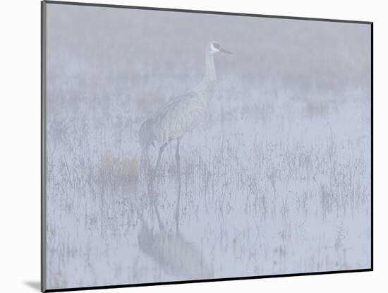Sandhill crane, foggy morning, Bosque del Apache National Wildlife Refuge, New Mexico-Maresa Pryor-Mounted Photographic Print