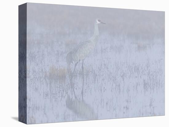 Sandhill crane, foggy morning, Bosque del Apache National Wildlife Refuge, New Mexico-Maresa Pryor-Stretched Canvas